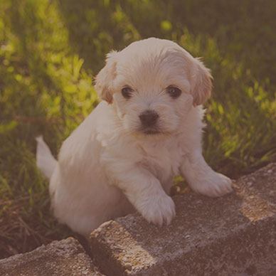 Consulta Pediátrica (filhotes até 6 meses)