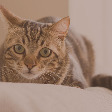 Consulta preventiva de animais adultos (a partir de 6 meses até 7 anos)