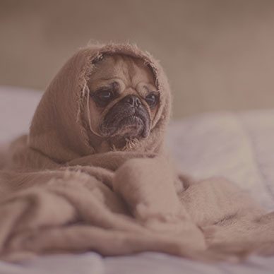 Consulta (animal doente/com alguma queixa)