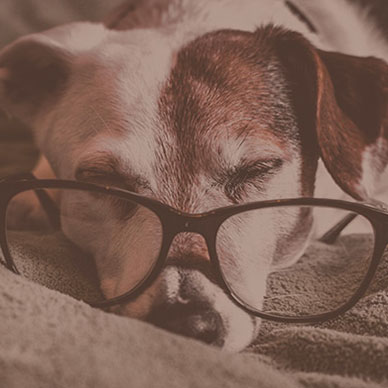 Consulta Geriátrica (adultos maduros e idosos a partir de 8 anos)