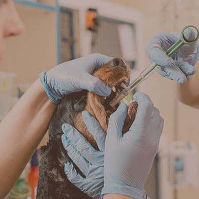 Medicações / procedimentos